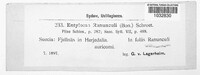 Entyloma arnaudianum image